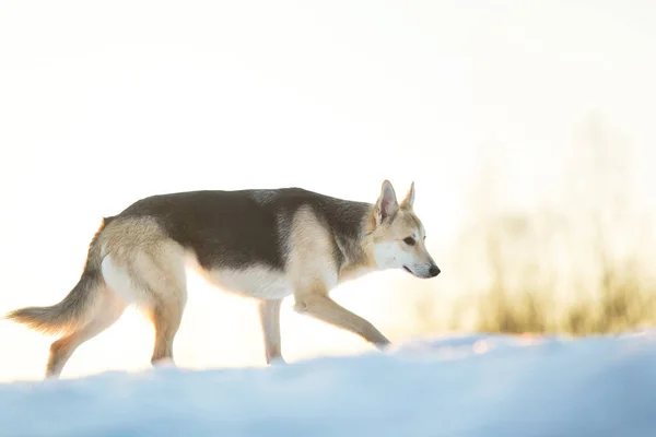 かわいい遊園地の犬冬のフィールドを歩く — ストック写真