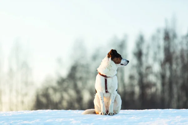 Bonito cão rafeiro brincalhão no passeio no campo de inverno — Fotografia de Stock