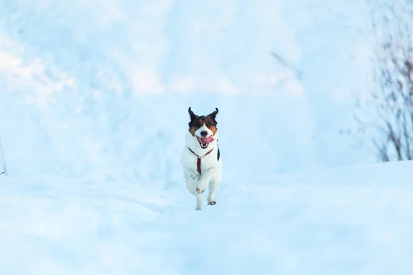 Carino cane randagio giocherellone a piedi nel campo invernale — Foto Stock