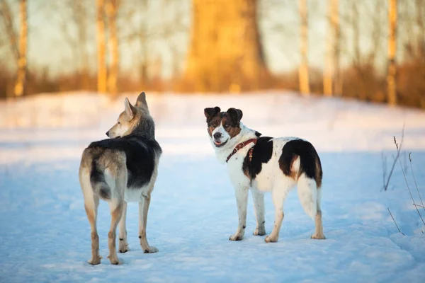 Dva psi na procházce po sněhu a zimním poli — Stock fotografie