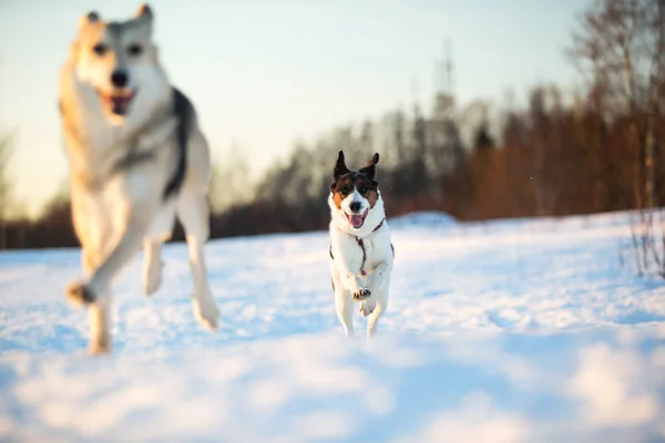 Dva psi na procházce po sněhu a zimním poli — Stock fotografie