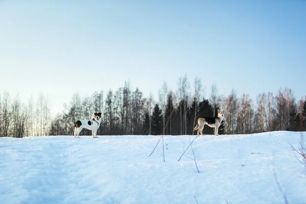 Две собаки на прогулке по снегу на зимнем поле — стоковое фото