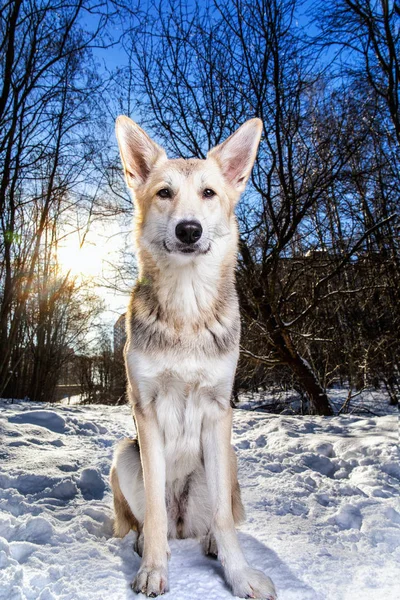 Retrato de perro mestizo fuerte y saludable en el bosque de invierno —  Fotos de Stock