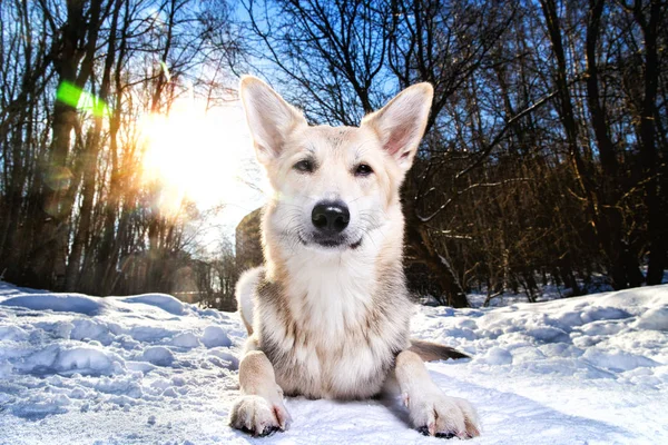Starkt hälsosamt blandras hund porträtt i vinterskogen — Stockfoto