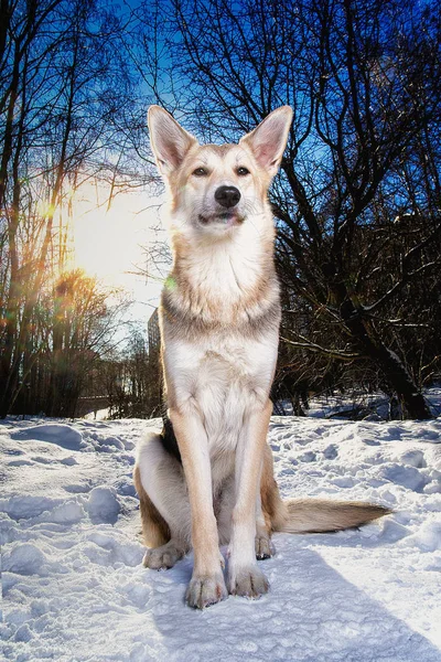 Fort portrait de chien bâtard en bonne santé dans la forêt d'hiver — Photo