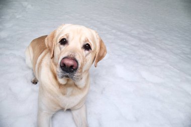 Karda altın bir Labrador 'un kış fotoğrafı