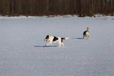 Kış kar alanı, açık havada birlikte oynayan iki komik köpek