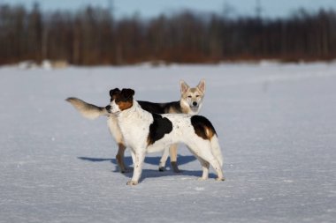 Kış kar alanı, açık havada birlikte oynayan iki komik köpek