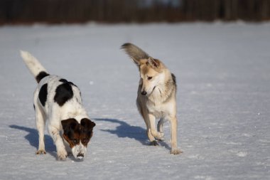 Kış kar alanı, açık havada birlikte oynayan iki komik köpek