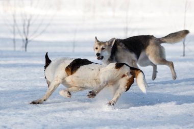 Kış tarlasında karda kavga eden iki güzel köpek.