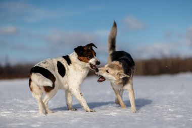 Kış tarlasında karda kavga eden iki güzel köpek.