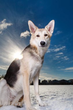 Mutlu bir köpeğin kış tarlasında oturup kameraya bakışının yakın plan portresi..