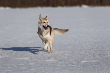 Kış otlağındaki köpek portresi kameraya doğru koşuyor..