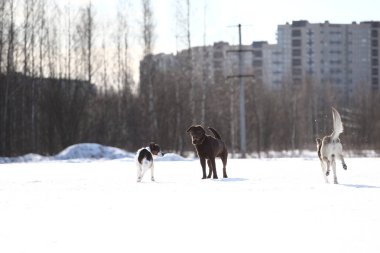 Kış parkında yürüyen üç köpek grubu.