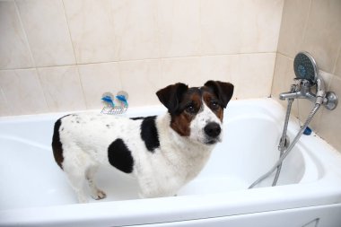 Küvetin kenarına pençeleriyle banyo yapan sevimli bir köpek.