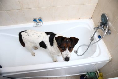 Küvetin kenarına pençeleriyle banyo yapan sevimli bir köpek.