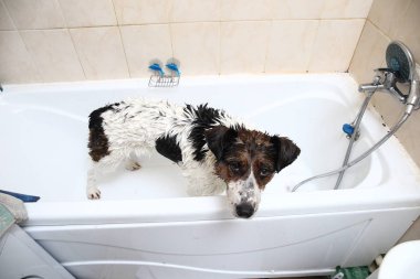 Küvetin kenarına pençeleriyle banyo yapan sevimli bir köpek.
