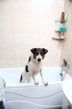 Küvetin kenarına pençeleriyle banyo yapan sevimli bir köpek.