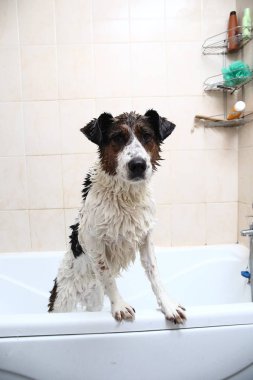 Küvetin kenarına pençeleriyle banyo yapan sevimli bir köpek.