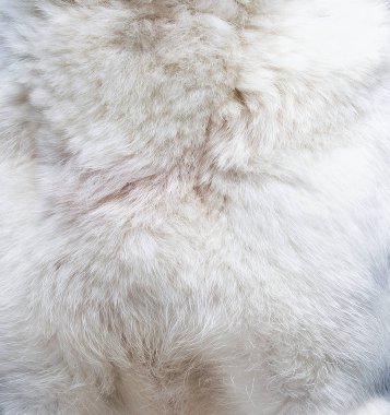 Köpek kürkü dokusuna yakın görünüm