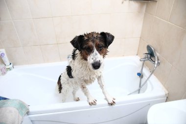 Küvetin kenarına pençeleriyle banyo yapan sevimli bir köpek.