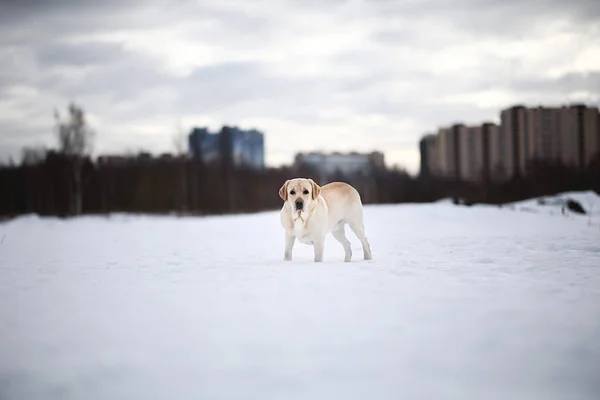 Zimowe zdjęcie złotego Labradora w śniegu — Zdjęcie stockowe