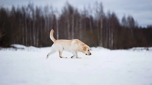 Fotos de inverno de um Labrador dourado na neve — Fotografia de Stock