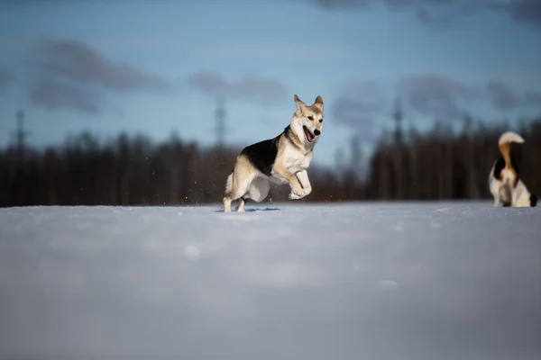 Twee grappige honden samenspelen op winter sneeuwveld, buitenshuis — Stockfoto