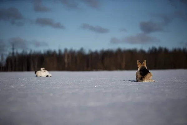 Dos perros divertidos jugando juntos en el campo de nieve de invierno, al aire libre —  Fotos de Stock