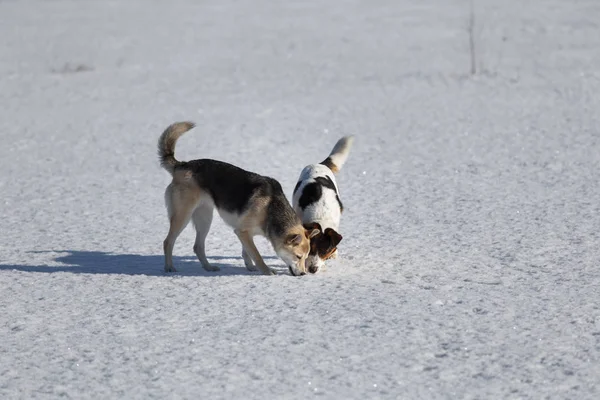 两只有趣的狗一起在户外的冬日雪原上玩耍 — 图库照片