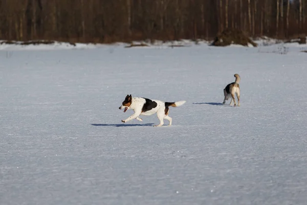 Dos perros divertidos jugando juntos en el campo de nieve de invierno, al aire libre —  Fotos de Stock