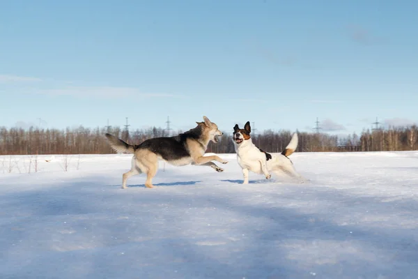 겨울 들판에서 두 마리의 멋진 개와 눈 위에서 싸우는 모습 — 스톡 사진