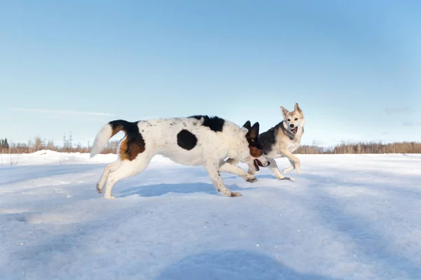 Dva milí psi bojující na zimním poli na sněhu — Stock fotografie