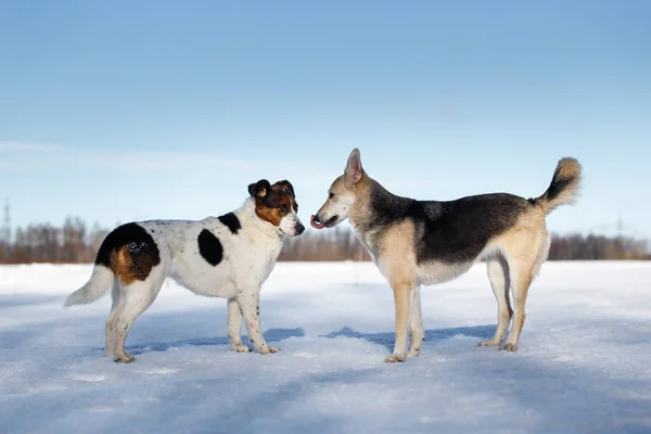 Due cani si incontrano e fanno conoscenza nella giornata invernale — Foto Stock