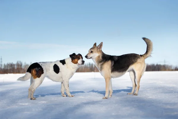 Setkání dvou psů a seznámení v zimní den — Stock fotografie