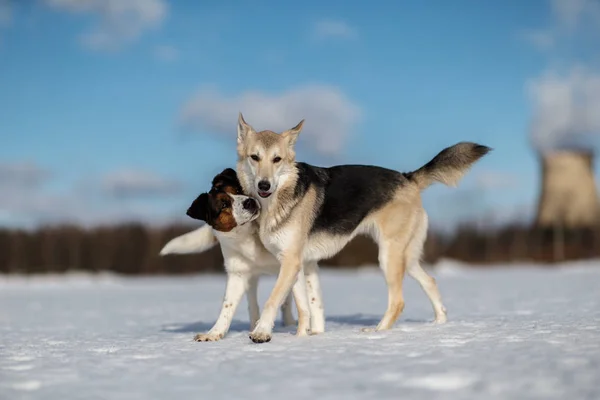 Kaksi koiraa kokoontuu ja tutustuu talvipäivänä — kuvapankkivalokuva