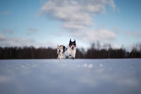 Dois cães engraçados brincando juntos no campo de neve de inverno, ao ar livre — Fotografia de Stock