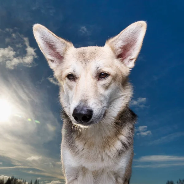 Close-up portret van een vrolijke hond zittend en kijkend naar camera op een winterveld. — Stockfoto