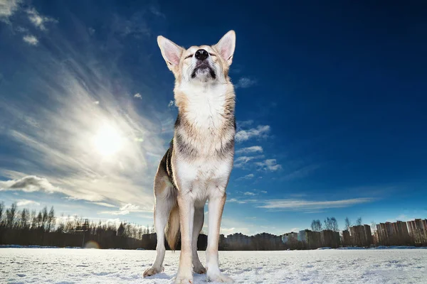 幸せな犬が座っていると夜明けに冬のフィールドに近い肖像画. — ストック写真