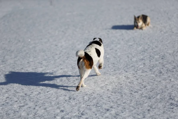 Leuke hond op wandeling in de natuur in de winter veld — Stockfoto