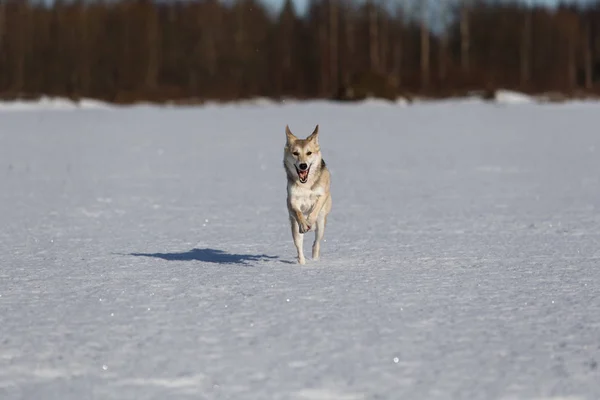 Portrait of dog in winter meadow running at camera direction looking at camera. — Stock Photo, Image