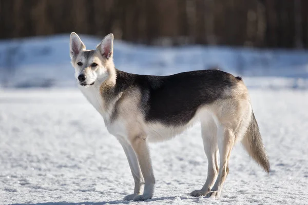 Симпатичная Собака Природе Зимнем Поле — стоковое фото