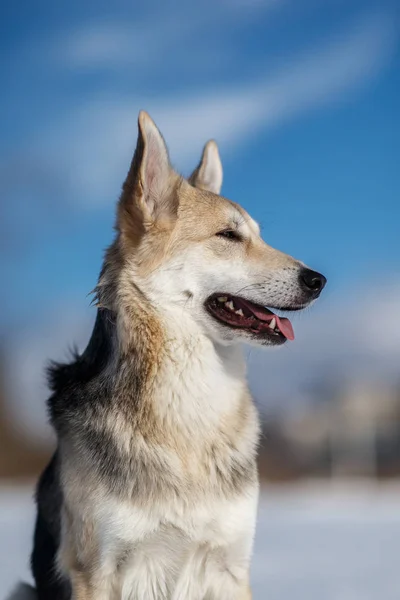 Söt hund på promenad på naturen i vinterfält — Stockfoto