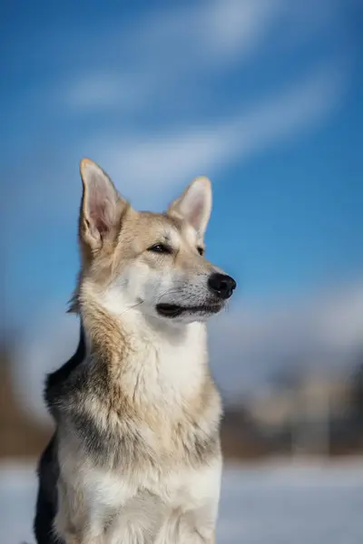 Söt hund på promenad på naturen i vinterfält — Stockfoto