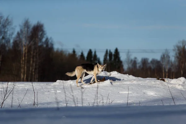 Lindo perro a pie en la naturaleza en el campo de invierno — Foto de Stock