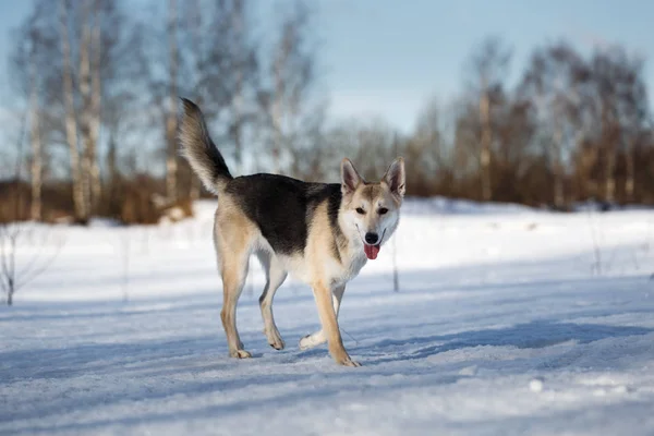 Söt hund på promenad på naturen i vinterfält — Stockfoto