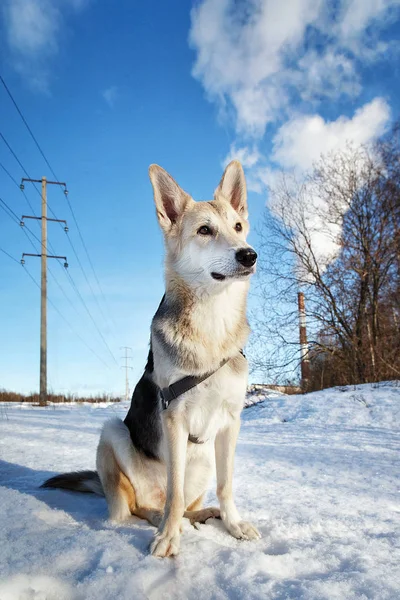 Aranyos kutya séta a természetben télen mező — Stock Fotó