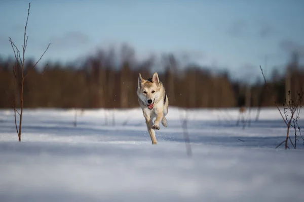 겨울 목초지에서 카메라 방향으로 달리는 개의 사진 카메라를 보고 있는 모습. — 스톡 사진