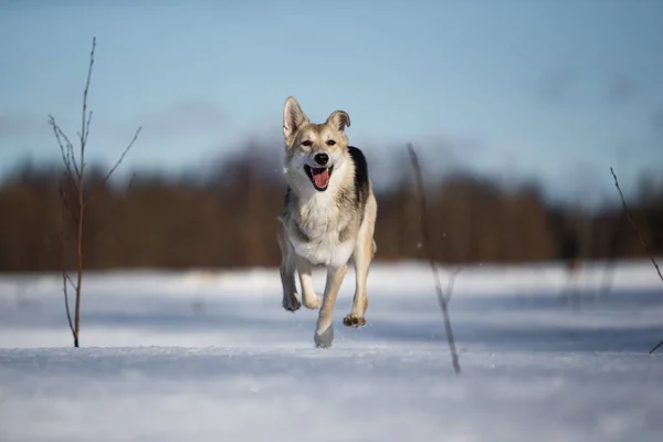 Retrato de cão no prado de inverno correndo na direção da câmera olhando para a câmera . — Fotografia de Stock