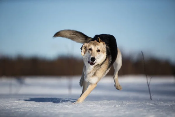Πορτρέτο του σκύλου σε χειμερινό λιβάδι που τρέχει κατά την κατεύθυνση της κάμερας κοιτάζοντας κάμερα. — Φωτογραφία Αρχείου